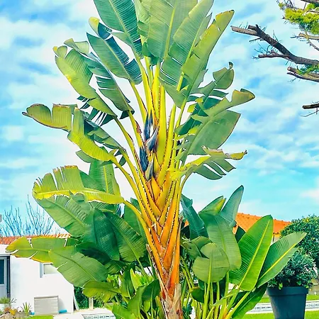 Villa Maison Lagon Et Plage *